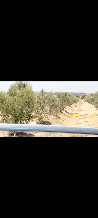 م رعة زيتون ومحاصيل بوادي النطرون