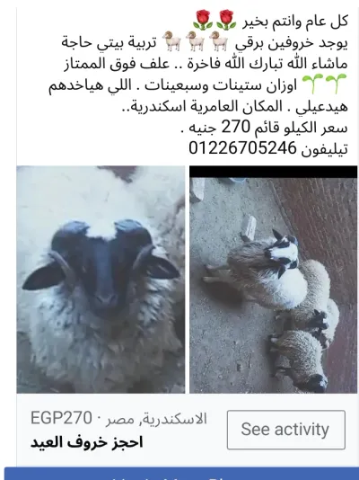خرفان برقي محير للبيع
