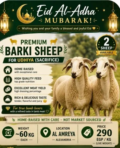 خروف برقي فاخر