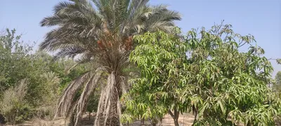 الريف الاوروبي