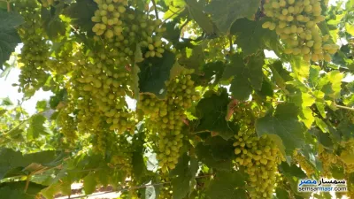 مزرعة عنب بناتي 5 أفدنة