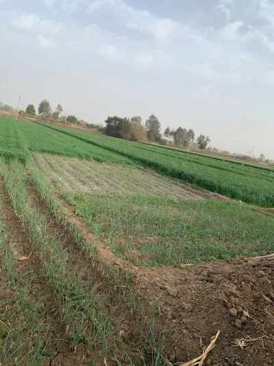 ارض زراعية مساحة ٢٤ قيراط عرض ٢٥ متر طريق شبين طنطا السريع