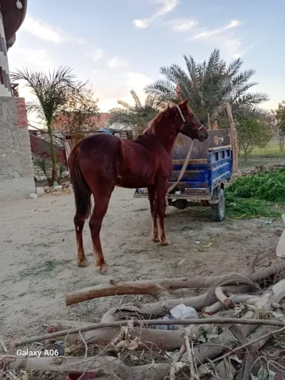 مهره انجليزي محلي