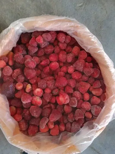 فراوله درجه ثانيه محلل محسن 