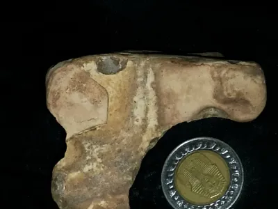 أحفوره لكائن حي