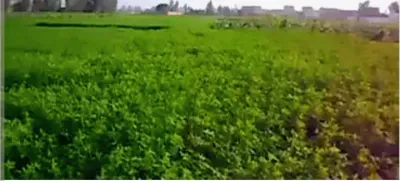 ارض زراعيه ٢٣ فدان ري بالراحه