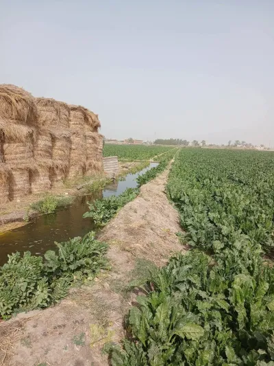 ارض زراعيه بجوار المنصورة الجديدة الطريق الدولي الساحلي 10فد