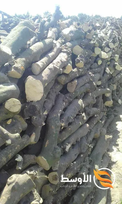 حطب البرتقال للتصدير , حطب شواء 
