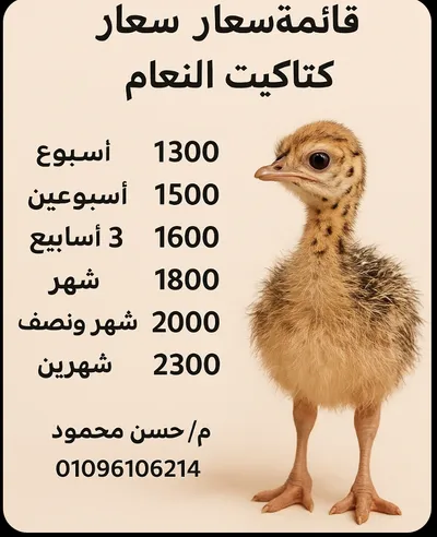 مشروع كتاكيت نعام 