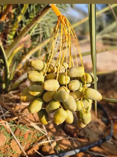 ارض زراعيه للبيع بالواحات البحريه 
