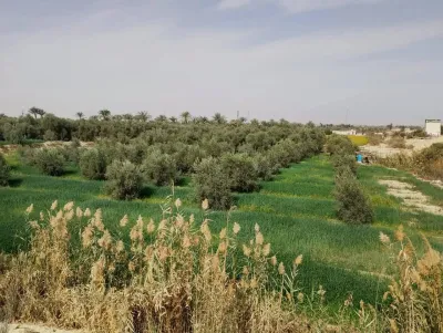 1700 فدان للبيع بعد. منطقه 800 فدان علي طريق الواحات 