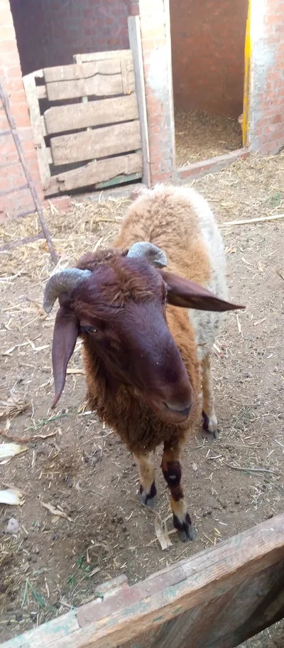 خروف بلدى معلوف