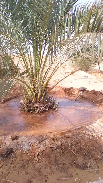 أرض زراعيه 12 فدان مميزة بالواحات البحرية 