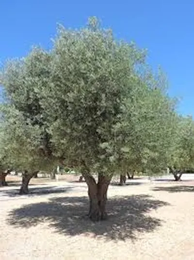 ارض 5 فدان مزروعه زيتون بألكامل 