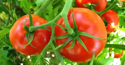 مزرعه طماطم منتجه على طريق اسكندريه الصحراوي آخر 10 فدان 