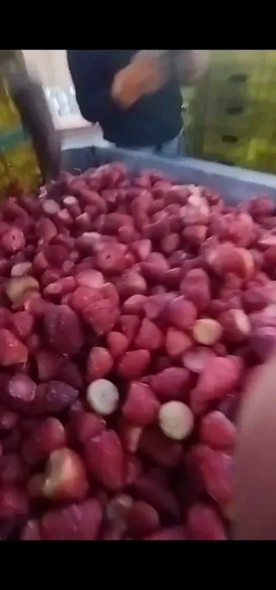 فراوله مجمده اصناف